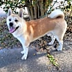 Thumbnail photo of Nacho #1