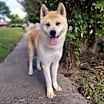 Thumbnail photo of Nacho #2