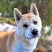 Thumbnail photo of Nacho #3