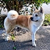 Thumbnail photo of Nacho #4