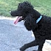 Thumbnail photo of Dutch #3