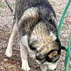 Thumbnail photo of Timber #4