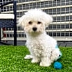 Thumbnail photo of Cutie #4