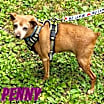 Thumbnail photo of Penny_ #1