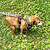Thumbnail photo of Penny_ #4