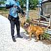 Thumbnail photo of Maggie #2