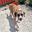 Thumbnail photo of Maggie #4