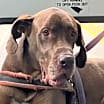 Thumbnail photo of SCOOBY #1