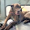 Thumbnail photo of SCOOBY #3