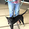 Thumbnail photo of Clover #1