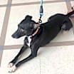 Thumbnail photo of Clover #2