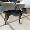 Thumbnail photo of Clover #3