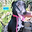 Thumbnail photo of Nito #2