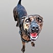 Thumbnail photo of tiki #2