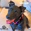 Thumbnail photo of Pepper #1