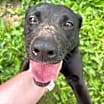 Thumbnail photo of Pepper #3