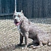 Thumbnail photo of Kato #4