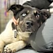 Thumbnail photo of Cookie  **READ ENTIRE DESCRIPTION** #2