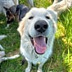 Thumbnail photo of Bernie *READ ENTIRE DESCRIPTION* #1