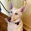 Thumbnail photo of Nova **READ ENTIRE DESCRIPTION** #2