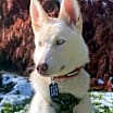 Thumbnail photo of Nova **READ ENTIRE DESCRIPTION** #4