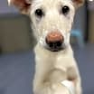 Thumbnail photo of FELICITY *READ ENTIRE DESCRIPTION* #1