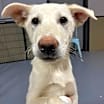 Thumbnail photo of FELICITY *READ ENTIRE DESCRIPTION* #2