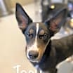 Thumbnail photo of Joey  *READ ENTIRE DESCRIPTION* #1