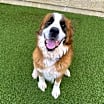 Thumbnail photo of Samson #1