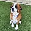 Thumbnail photo of Samson #2