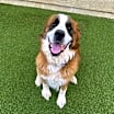 Thumbnail photo of Samson #3