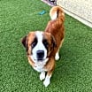 Thumbnail photo of Samson #4