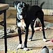 Thumbnail photo of Jack Daniels #2