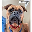 Thumbnail photo of Dougie #1