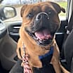 Thumbnail photo of Dougie #4