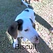 Thumbnail photo of Biscuit #1