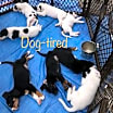 Thumbnail photo of Biscuit #3