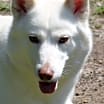 Thumbnail photo of CHLOE #1