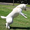 Thumbnail photo of CHLOE #4