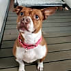 Thumbnail photo of Mabel #3