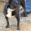 Thumbnail photo of Brutus #1