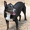 Thumbnail photo of Brutus #2
