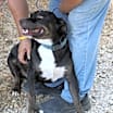 Thumbnail photo of Brutus #3
