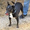 Thumbnail photo of Brutus #4