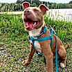 Thumbnail photo of Chipper #3