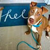 Thumbnail photo of Chipper #4