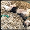 Thumbnail photo of Teddy #1