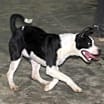 Thumbnail photo of Brenie #3
