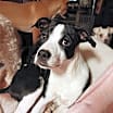 Thumbnail photo of Brenie #1