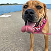 Thumbnail photo of Bailey #1